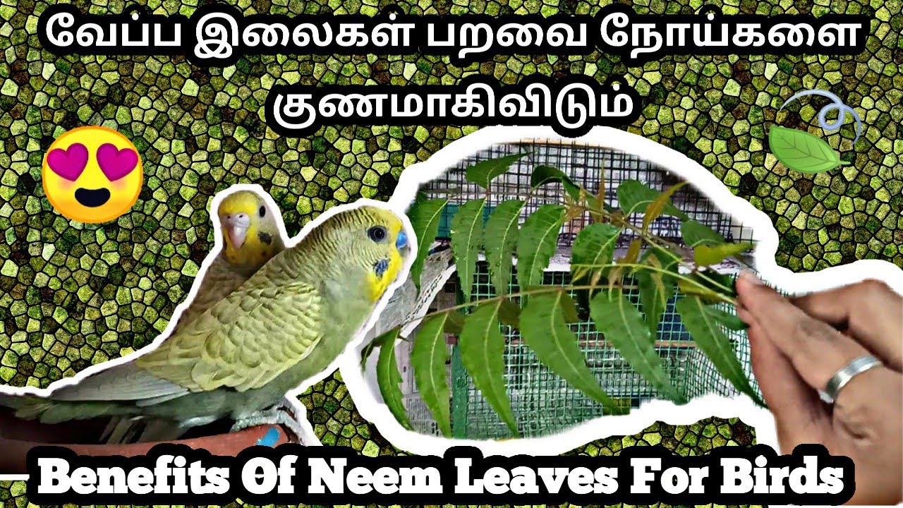 Benefits Of Neem Leaves For Pet Birds In Tamil || Neem leaves is Natural Medicine For Birds Disease