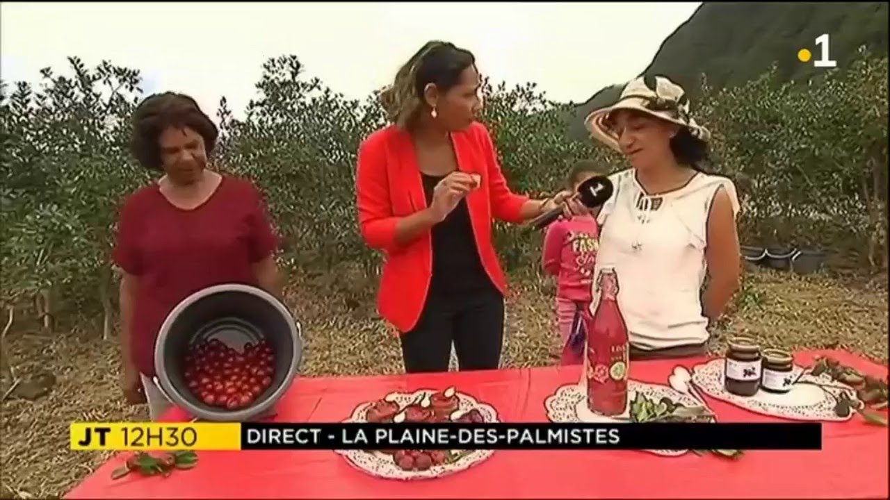 Isabelle à la cueillette de goyaviers, à la Plaine-des-Palmistes dans le verger de Berthe et Joëlle