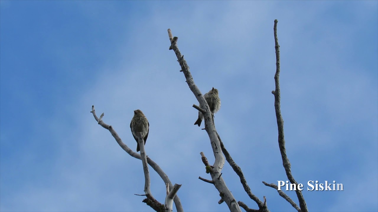 Wildlife in the Bitterroot Valley Montana