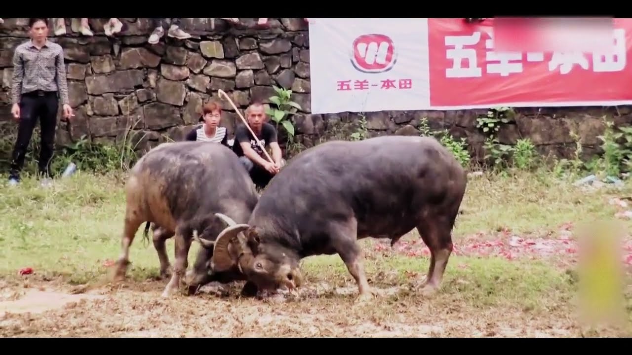 Intense Asian Raw Bullfighting Scene EP10