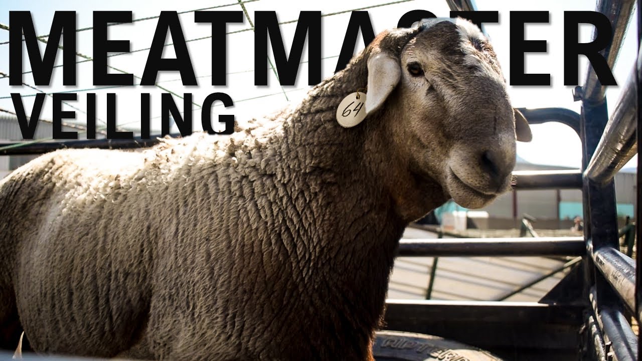 LOT 64 | Ons vat die langpad na Calvinia vir 'n meatmaster-veiling