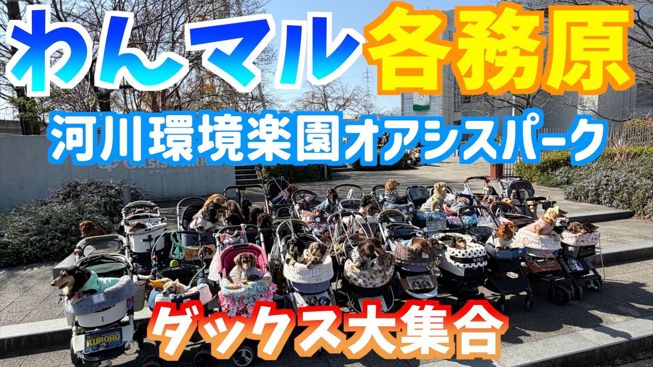 【わんマル各務原】ダックス大集合！河川環境楽園オアシスパーク犬イベント#ダックスフンド#ダックス大集合#わんマル各務原＃ダックスオフ会
