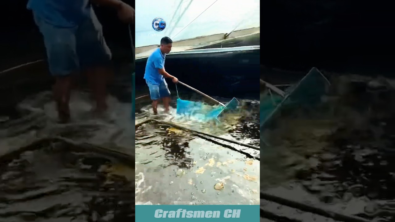 Freshwater shrimp farming technology