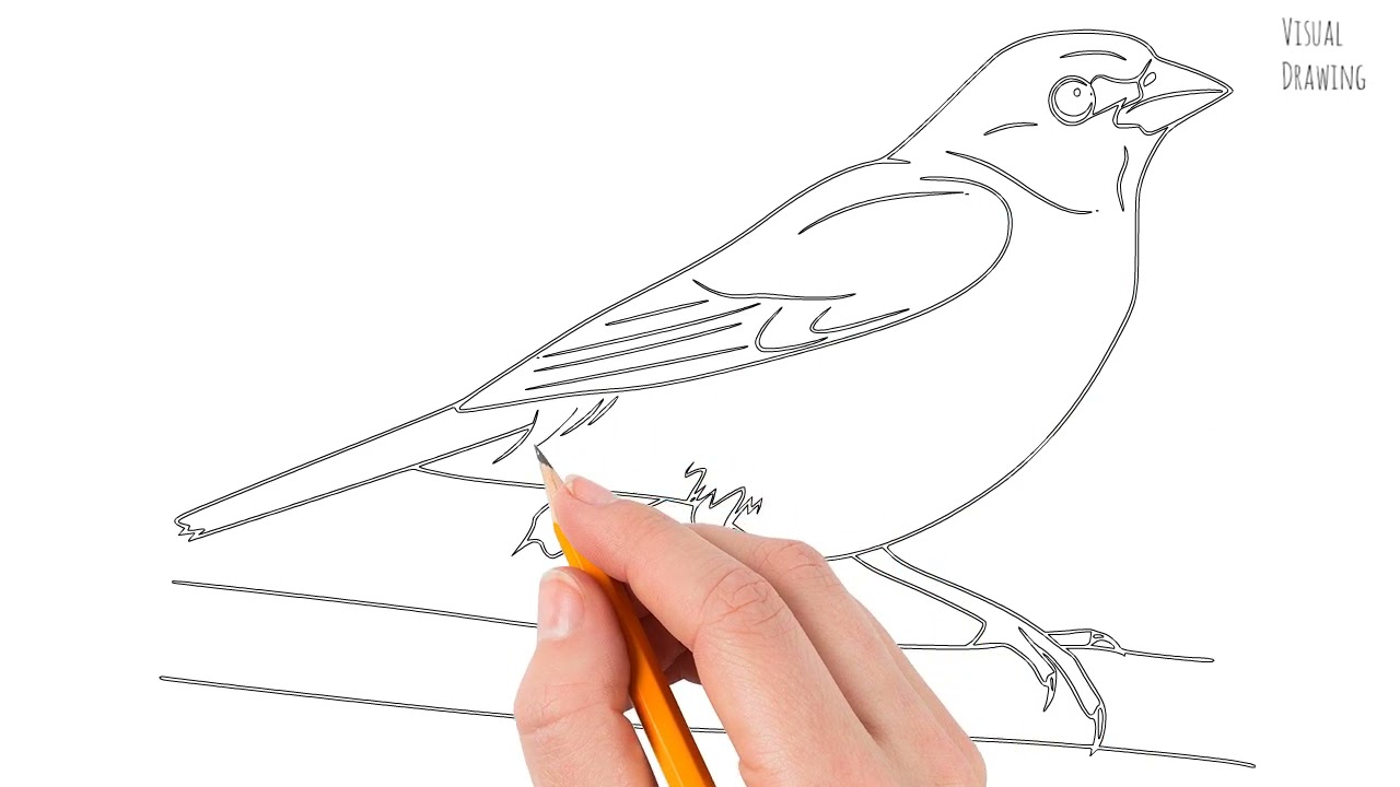 Painted Bunting Bird Sketch Drawing Easy, How To Draw Simple Painted Bunting Cartoon Step By Step