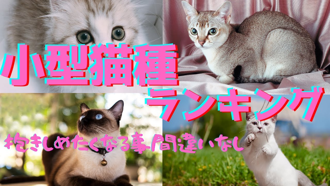 小さい猫種ランキング〜抱きしめたくなる小型猫4選〜