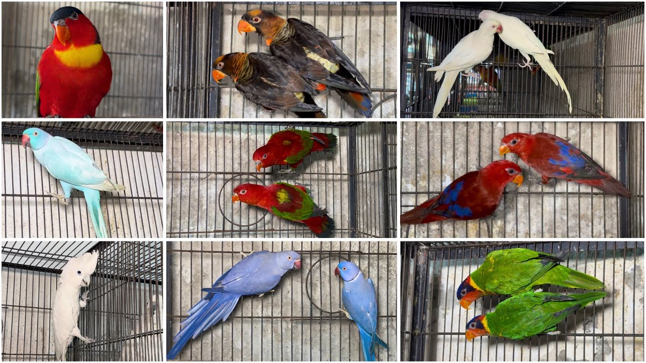 Sunday Birds Market Multan Birds Market Multan 22 March 2026 | Rasheedabad Birds  Market Multan 