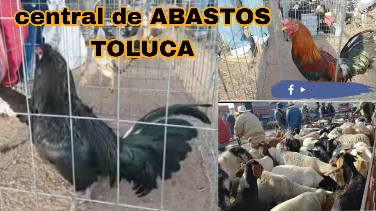 Central de abastos TOLUCA EDOMEX / TODOS  estos animales encontré - VIERNES
