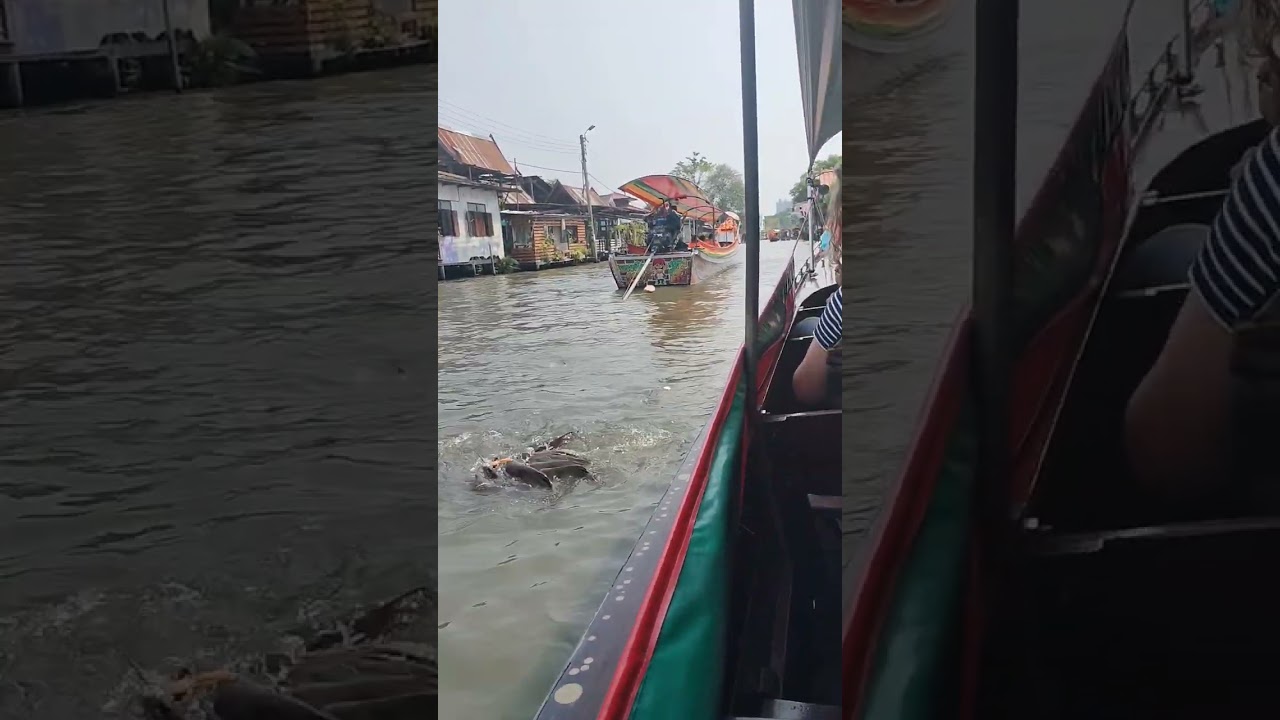 นั่งเรือหางยาวชมวิวริมคลอง แวะมาให้อาหารปลาที่คลองบางหลวง #Bangkok