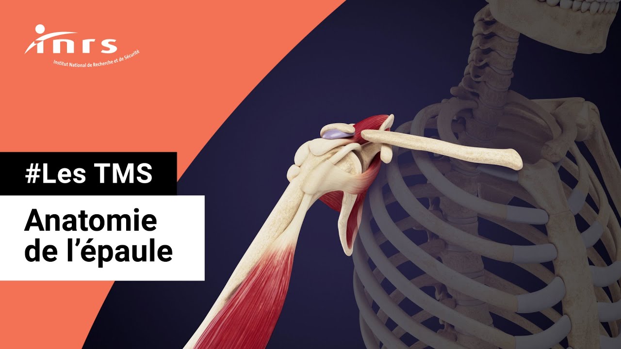 TMS - Anatomie de l'épaule