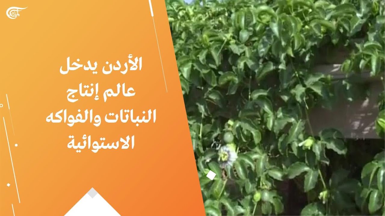 الأردن يدخل عالم إنتاج النباتات والفواكه الاستوائية