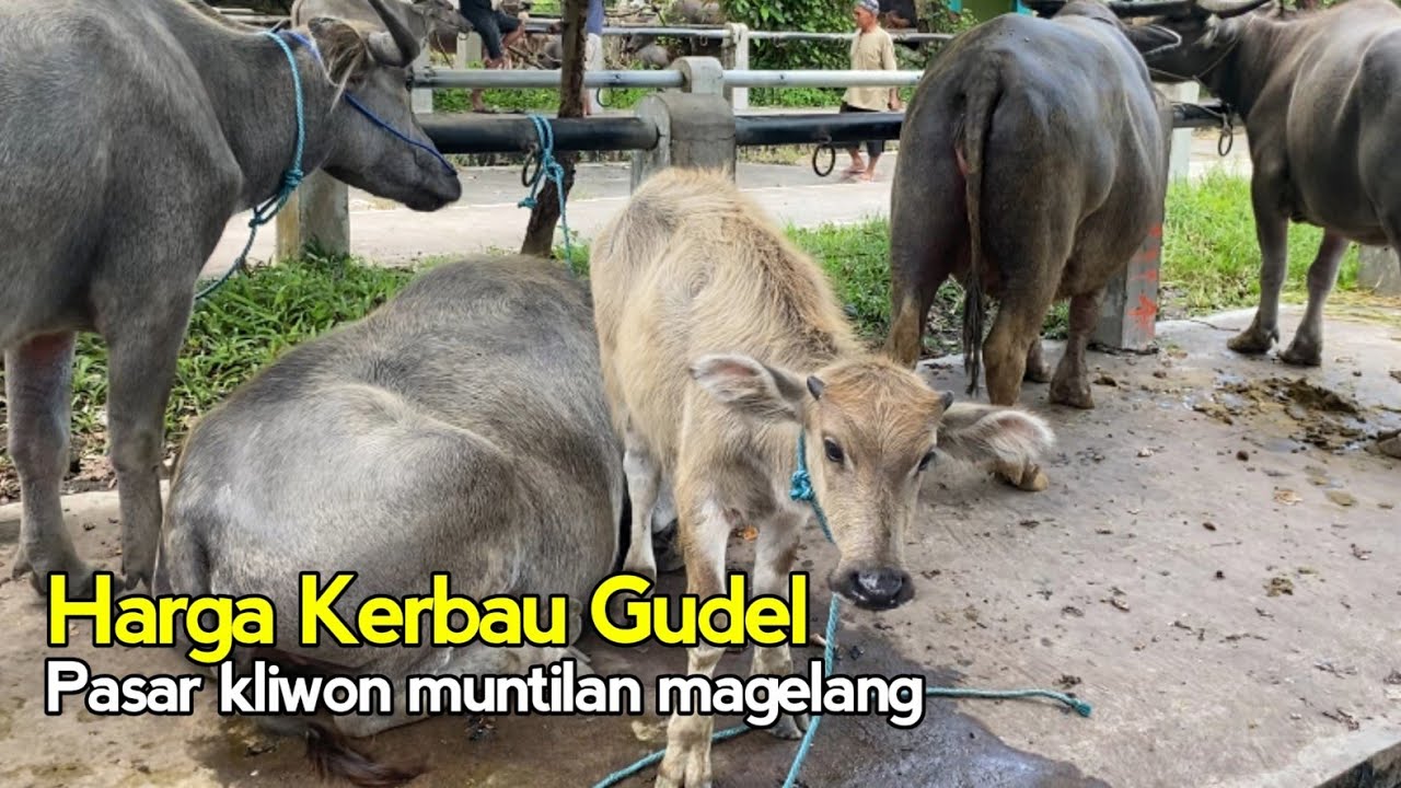 Pasaran Harga Kerbau Bakalan Babon Gudel Anak Kerbau Kliwon Kebo Muntilan Magelang 19 November 2025 