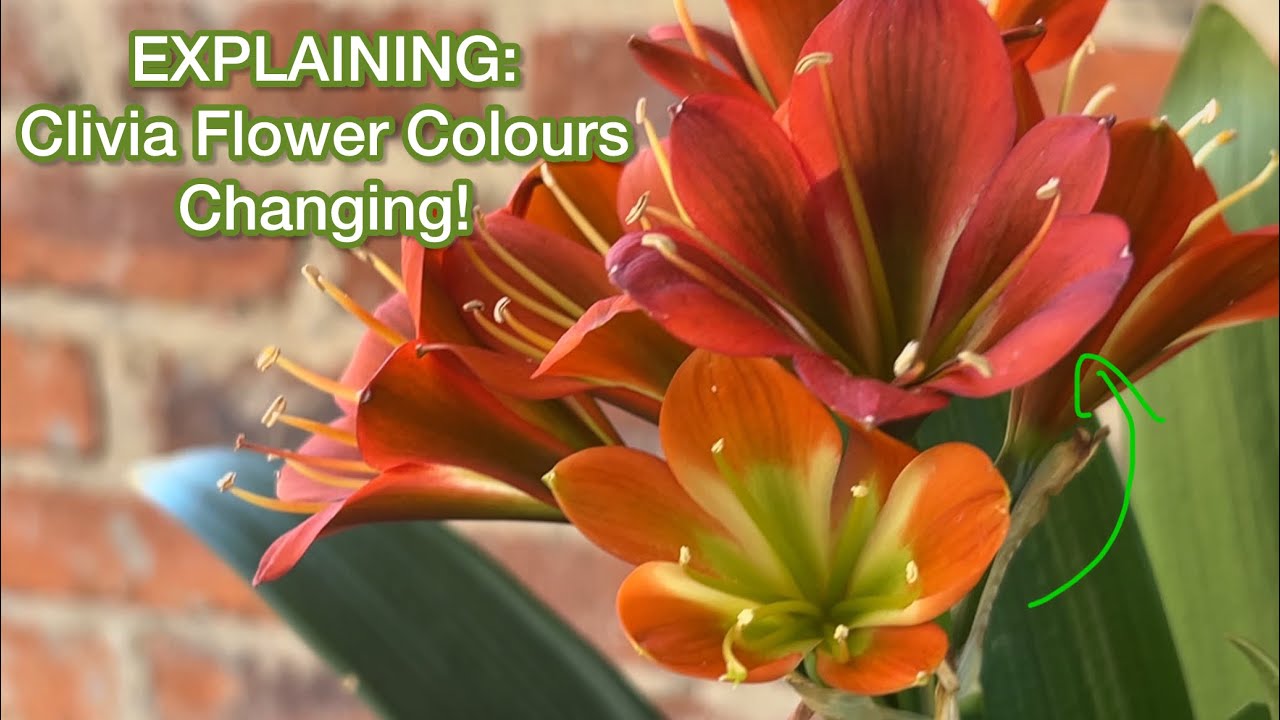 Explaining why clivia flowers colours change!