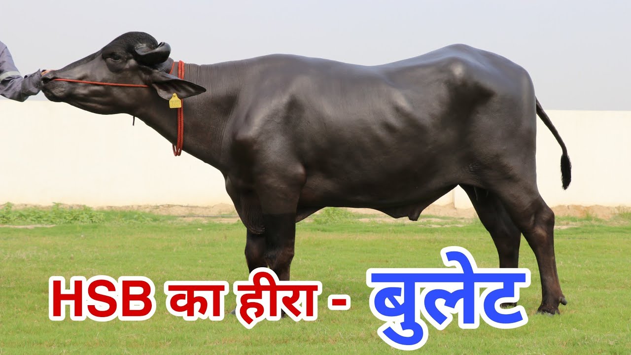 अद्भुत बुलेट - सबसे अच्छी ब्ल्ड लाइन का बुल सीमन के लिए तैयार || HSB दे रहा अच्छी क्वालिटी का सीमन