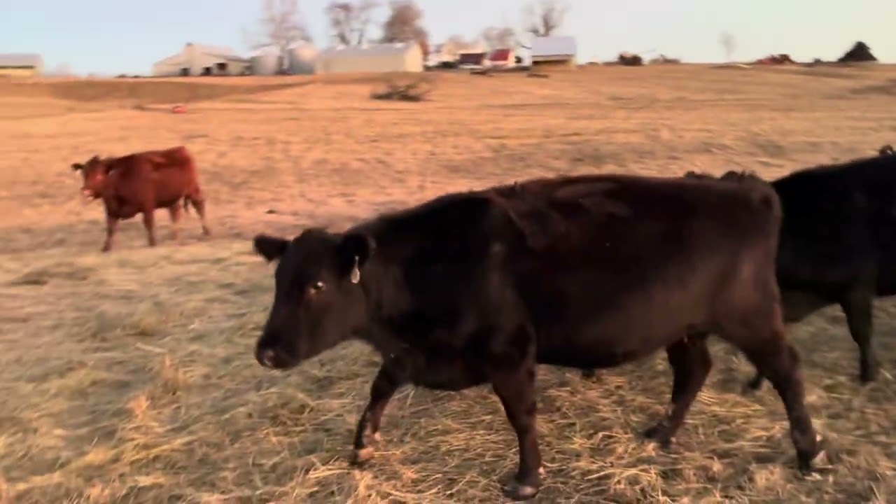 Sunday morning cattle move