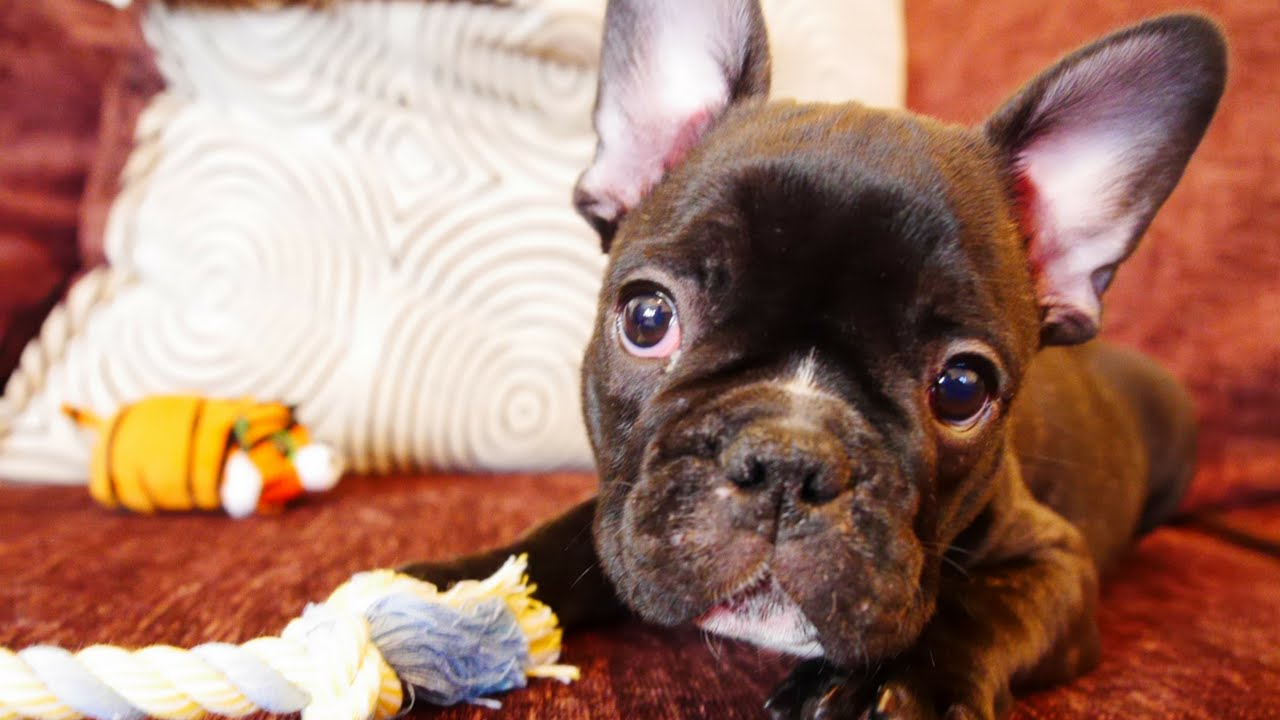 FRENCH BULLDOG PUPPY IS COMING HOME!