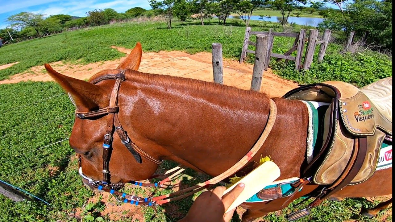 FECHANDO A TROPA MONTADO EM CASTELLO A CAVALO | O DIA DIA DO VAQUEIRO.