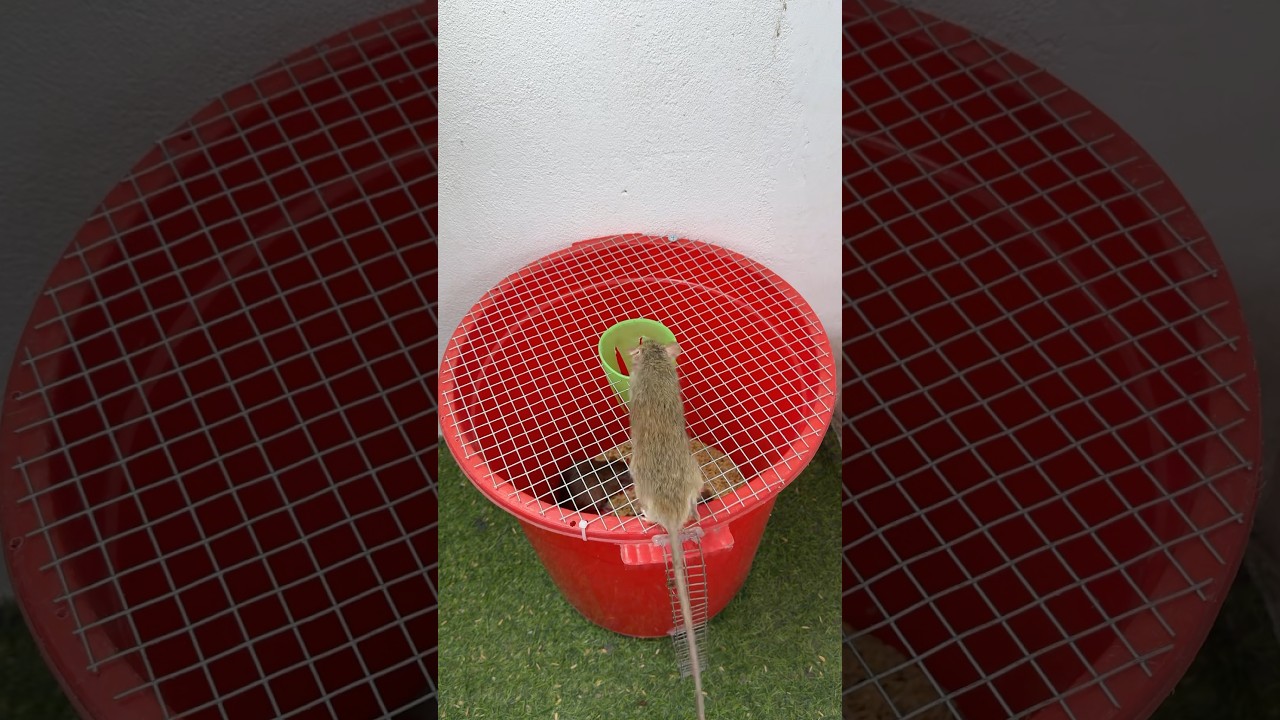 最佳家用捕鼠器/爬行式捕鼠器 #mousetrap #rat