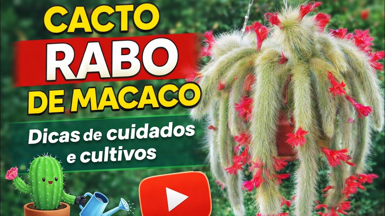 Cacto rabo de macaco: o segredo para ele crescer gigante. #cacto #cactorabodemacaco #plantas 