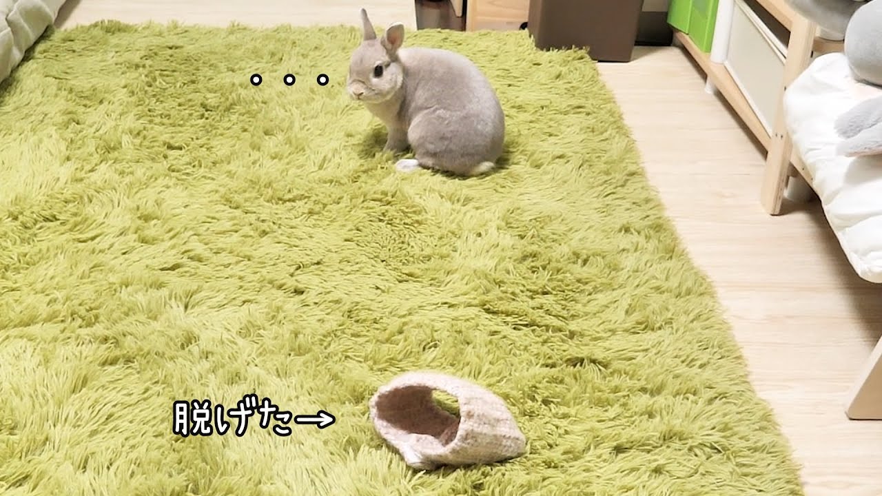 勢いよくダッシュしたら履いてたおぱんちゅが脱げちゃって恥ずかしいことになるうさぎさん