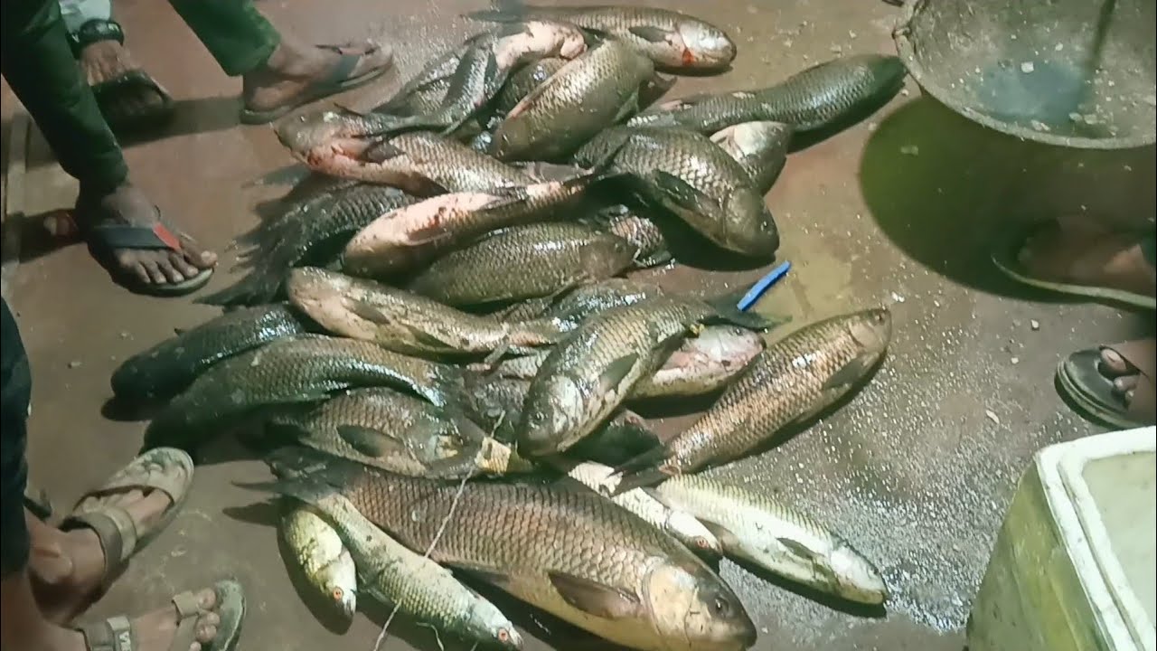 😱40Kg, મચ્છી વિડિયો 😱 #fishing #fishingvideos #youtube #viral #vlog #મચ્છી 6 જાન્યુઆરી, 2026