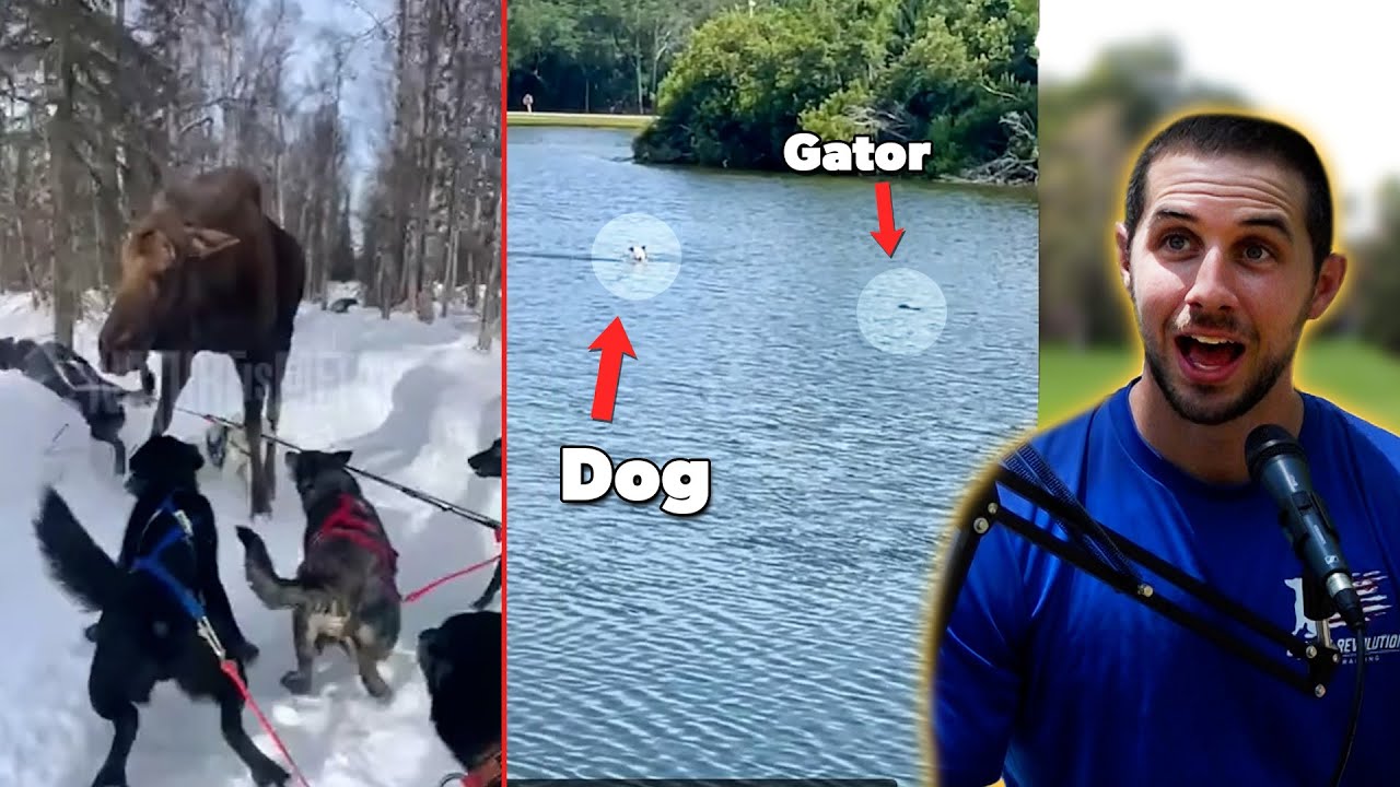 Dog Trainers React to INTENSE Dog Moments