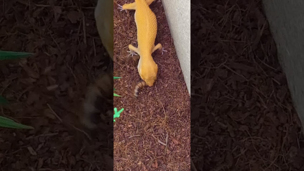 Geco leopardino Vs Caimano