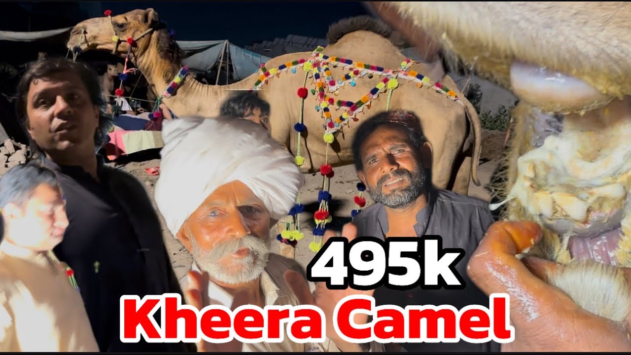 Kheera Camel 495k Ka khreed liya | qurbani 2025 | camel Mandi Lahore shapur kanjra