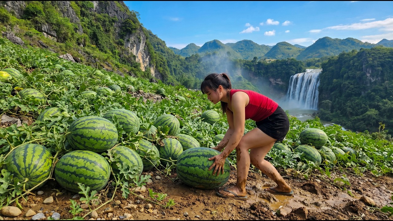 Harvesting 2000+ Giant Watermelons on a Mountain Slope & Transporting Them to Sell