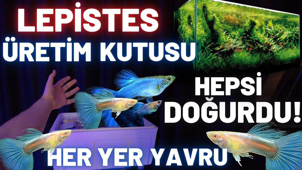 LEPİSTES ÜRETİM KUTUSU! HEPSİ DOĞURDU! #akvaryum #lepistes