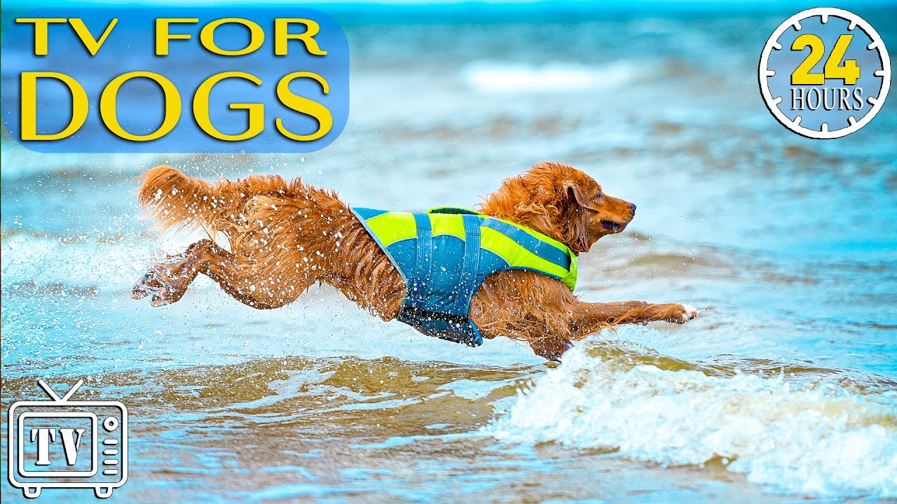 24 Hours Fast-Boredom Busting Videos for Dogs with Music: Anti Anxiety & Calm Stress with Dog Music