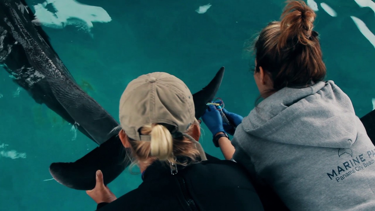 Meet our Veterinarian - Gulf World
