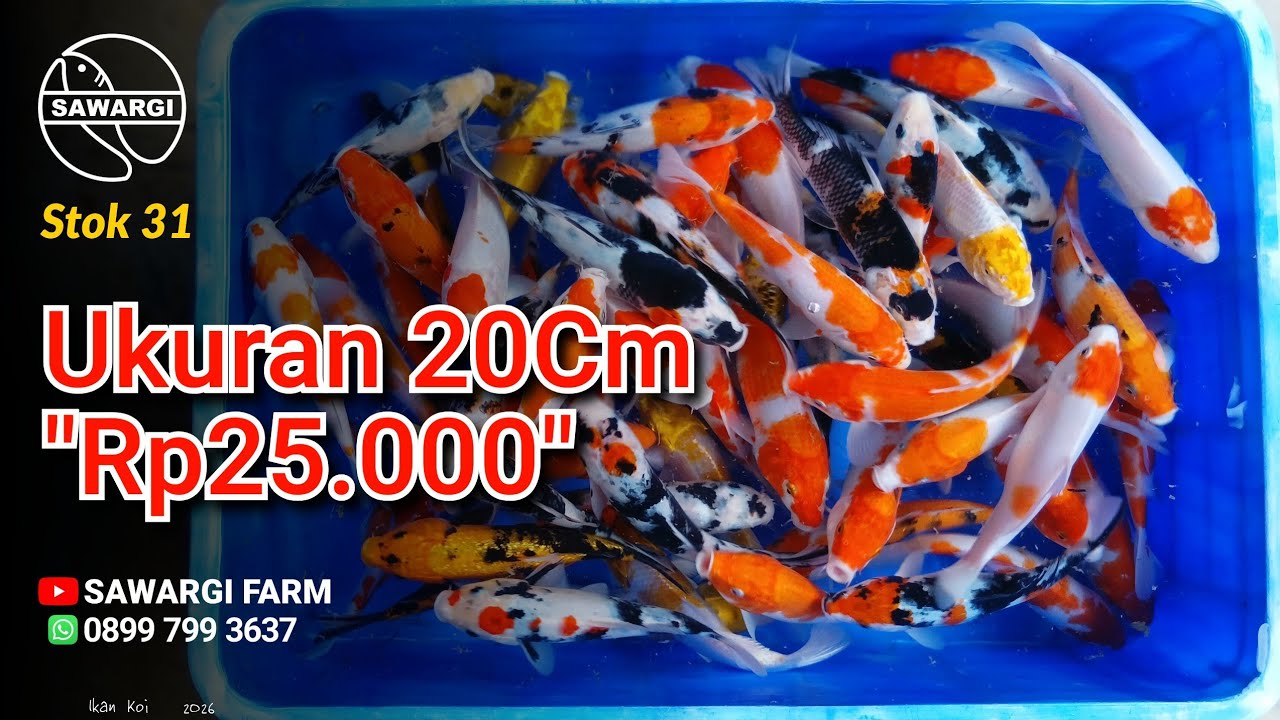 HARGA 25RIBU/ekor UKURAN 20CM