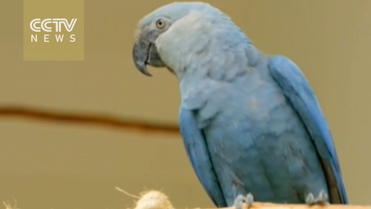 Spix parrots from movie Rio is critically endangered