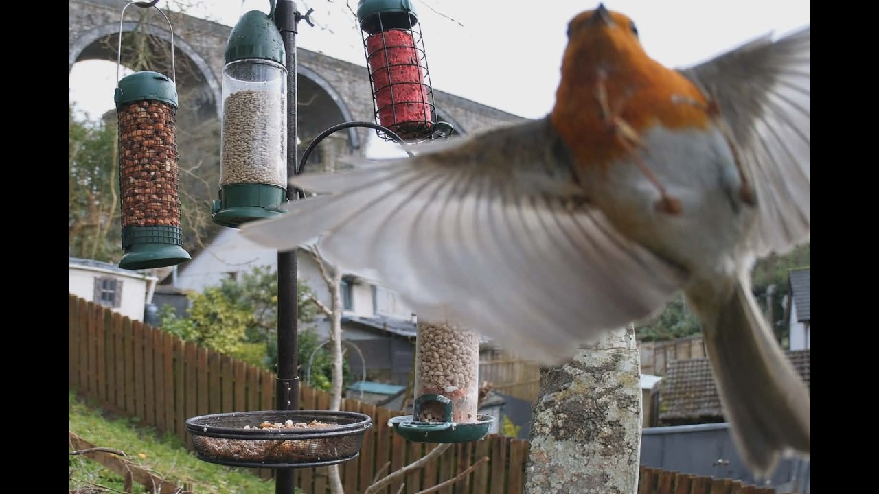 Feeder Frenzy Chaos | Robin Turf Wars, Noisy Magpie Officially Named Karen & Greedy Pigeons 17.02.26