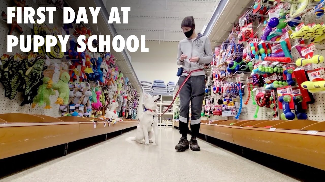 My puppy goes to Petsmart training class - The Peachy Momo