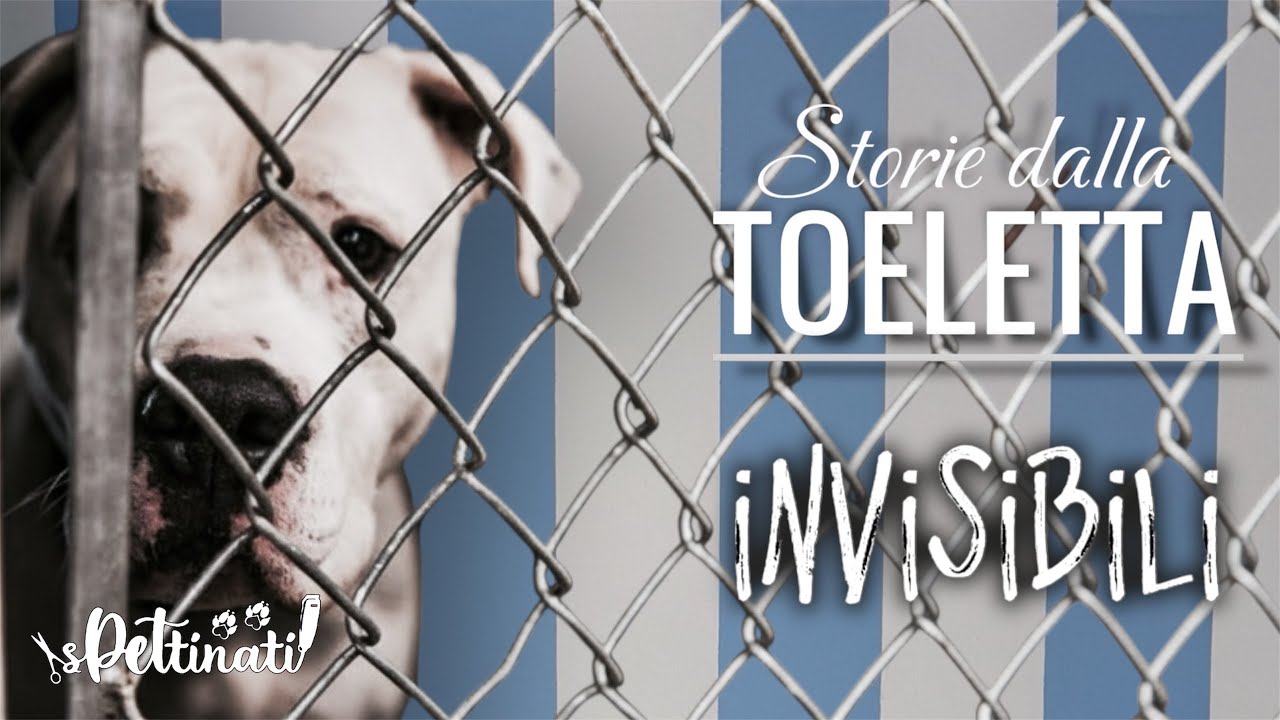 TOELETTATURA IMPOSSIBILE in CANILE di un cane sequestrato😱