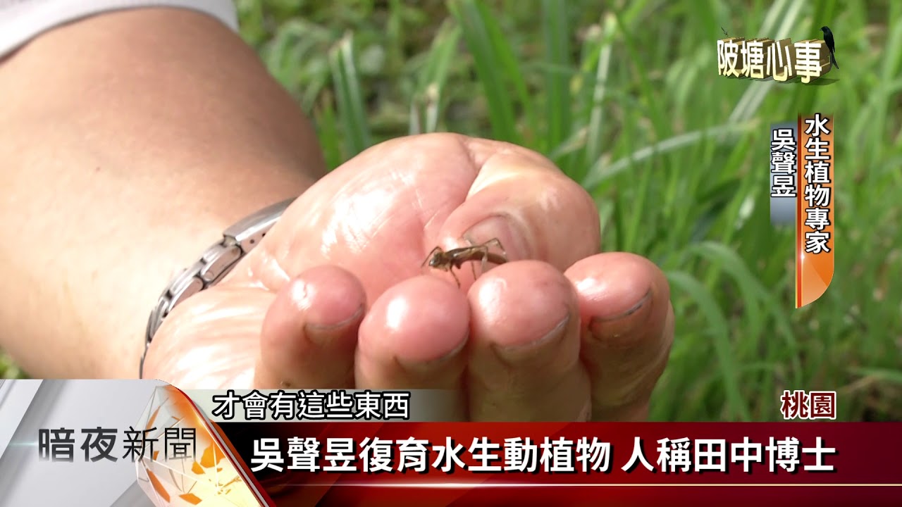 陂塘營造水生環境 豐富生物多樣性【客家新聞20180420】
