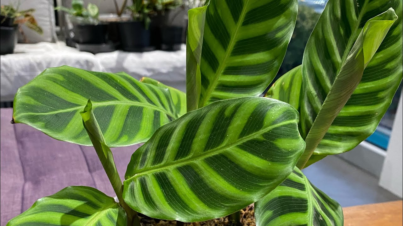 Sauver les Calatheas, les  Marantas et les Aglaonema