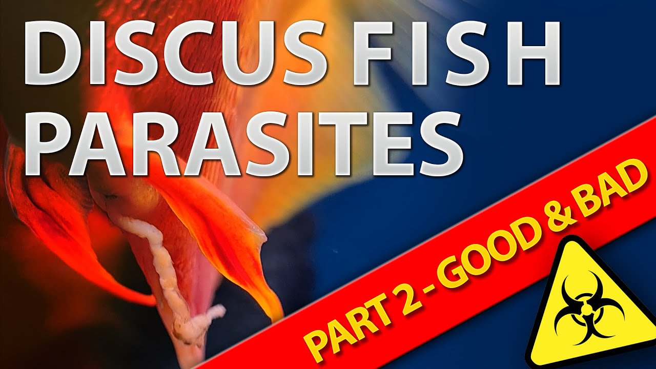 Discus fish white poo - Spironucleus treated - part 2, good and bad news