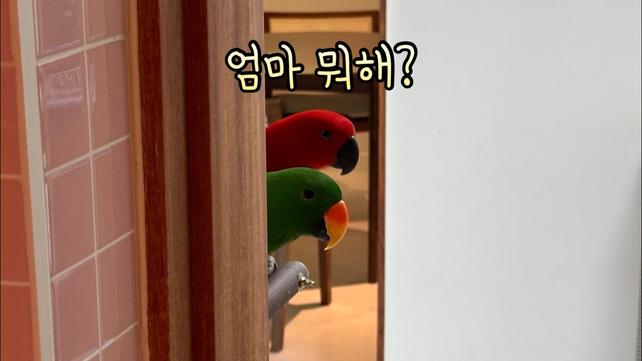 [지구젤리/일상] 껌딱지 앵무새 둘 데리고 다니기 힘드네요