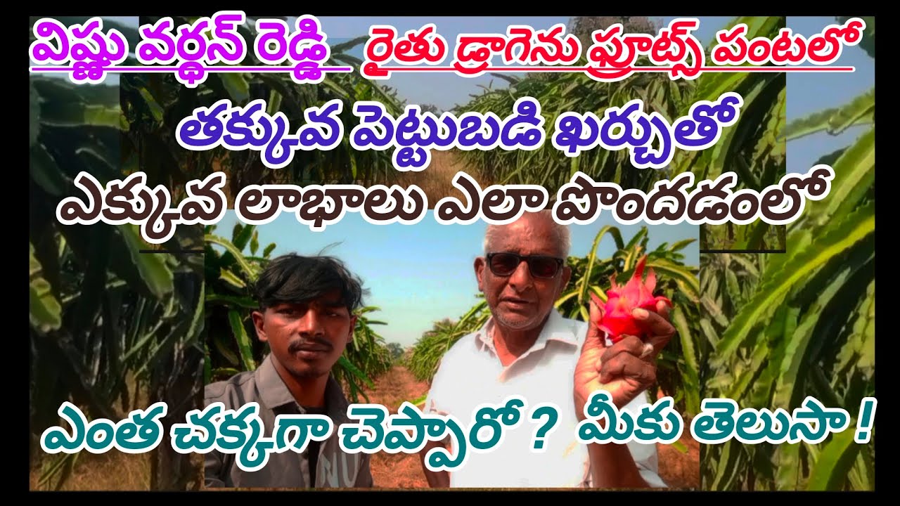 #డ్రాగెన్ ఫ్రూట్స్ పంటలో తక్కువ పెట్టుబడితో ఎక్కువలాభాలు పొందడంలో ఎంత చక్కగా చెప్పారో? మీకు తెలుసా!#