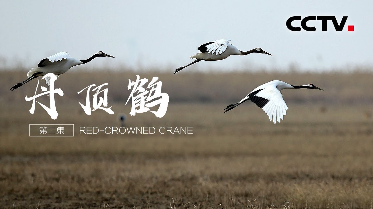 《丹顶鹤》第二集 沼泽传奇 | CCTV纪录