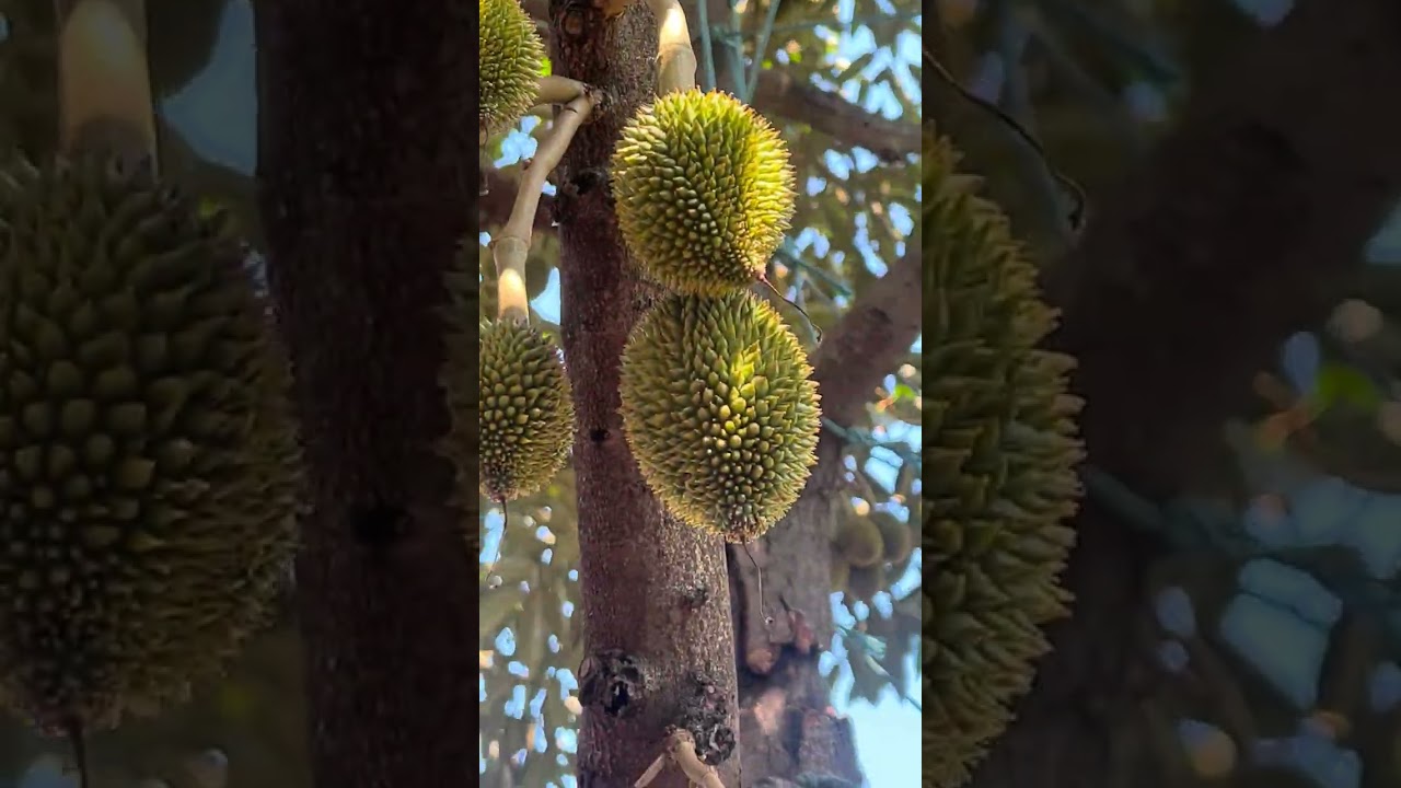 Chặn đọt 2 lần đã thành công 