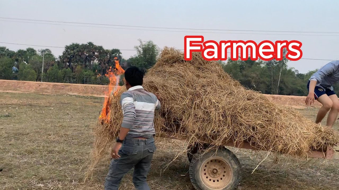 Famers Life #Cambodiaagriculture #Thecambosroksrae #familyvlog #lifeisbutadream #farmers #shortvideo