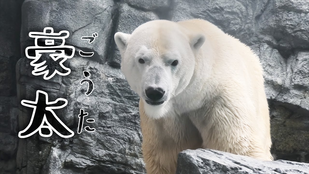Белый медведь Гота