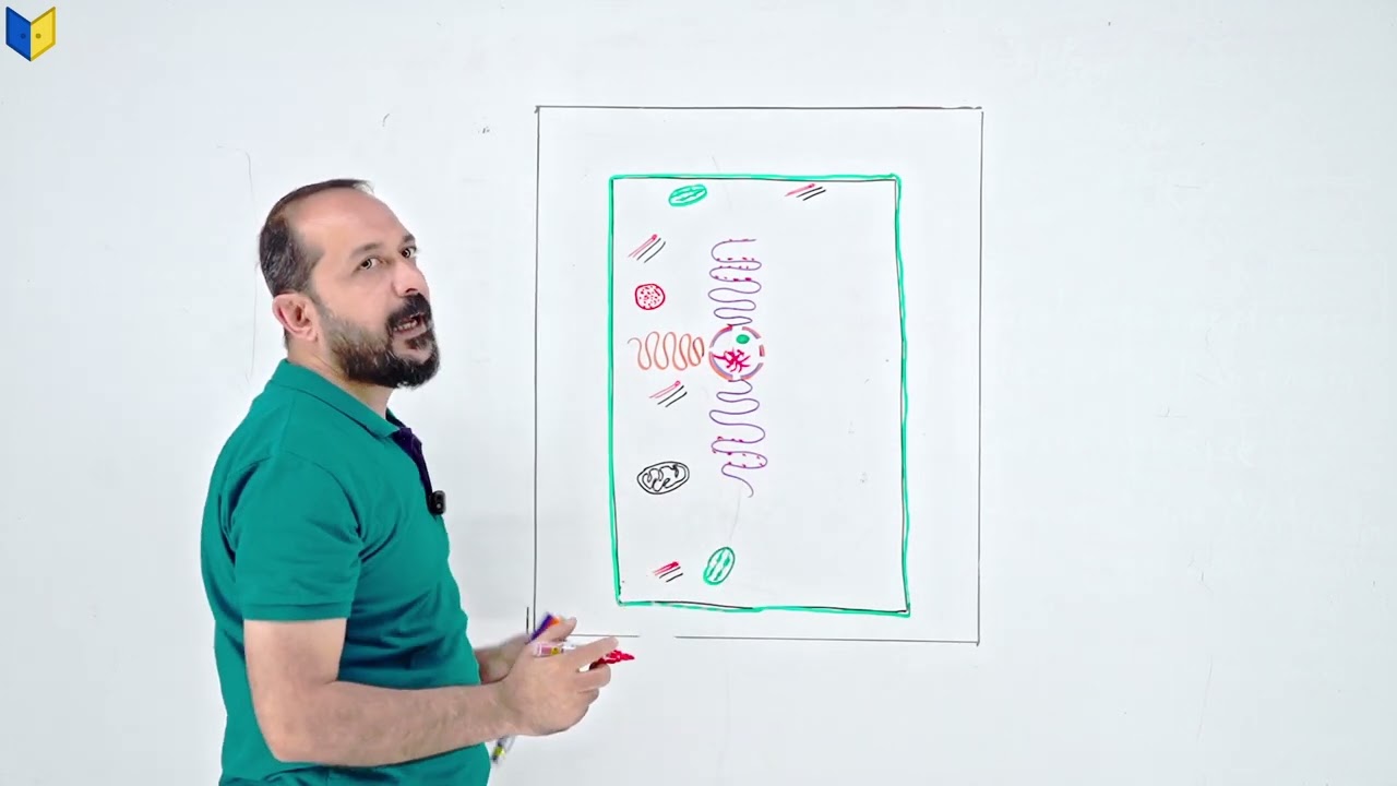 رسم الخلية النباتية