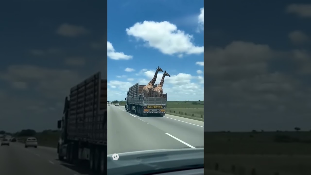 INSOLITOO ¡Jirafa Cuidado con el Puente! | Un Momento Impactante en la Carretera 🦒