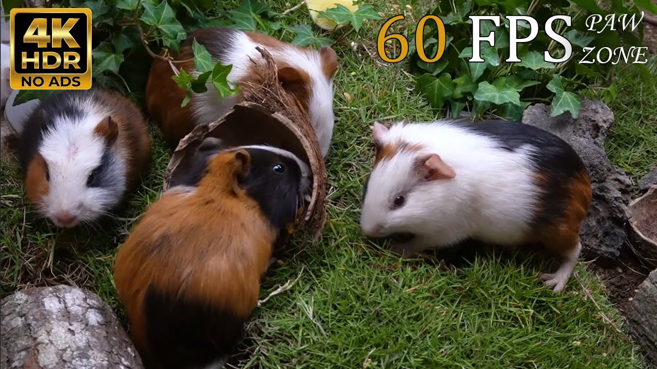 [NO ADS, NO AI] CAT TV 😺 for Cats to Watch: Guinea Pigs Gathering Around Coconut Hideout 🐭 4K 60FPS