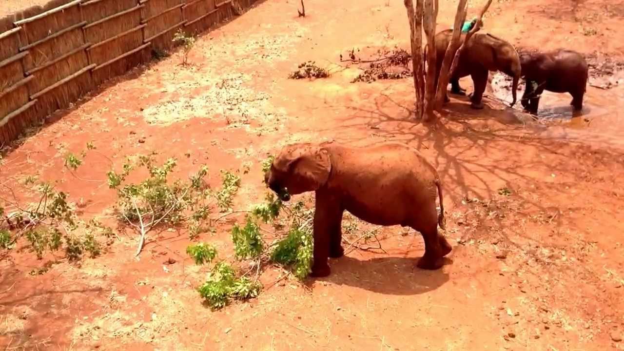 Lilayi Elephant Orphanage, Zambia