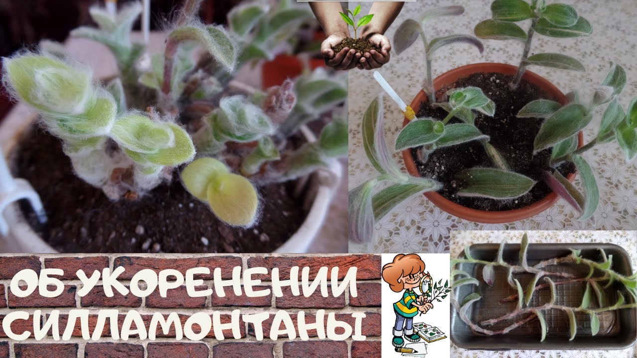 Мои наблюдения за укоренением черенков вариегатной  силламонтаны и начало нового эксперимента